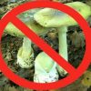 О пищевых отравлениях весенними грибами.