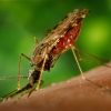 «Малярия: миф или реальность?»