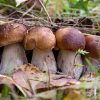 «Тихая охота». Что нужно знать о грибах?