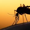 Малярия – опасное заболевание