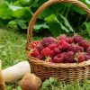 Радиационный контроль дикорастущих грибов и ягод