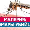 «Малярия: миф или реальность?»