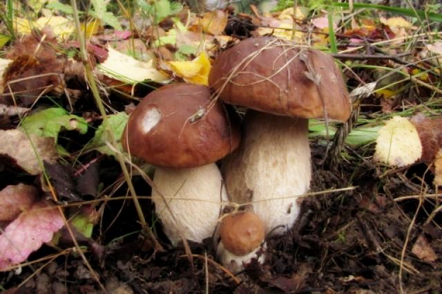 Осторожно, грибы! Профилактика грибных отравлений