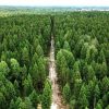 Радиационный контроль даров леса